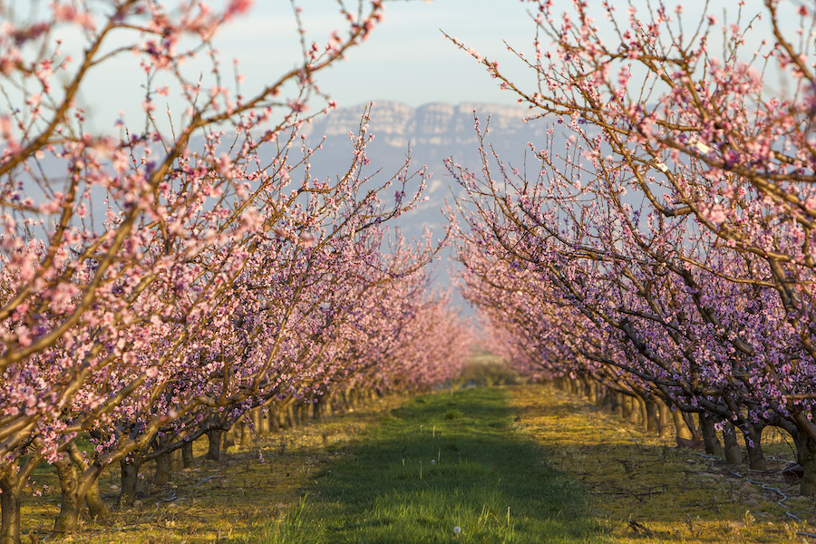 Site_Korine_Olivier_Campagne_Pechers_Valence©L.Pascale